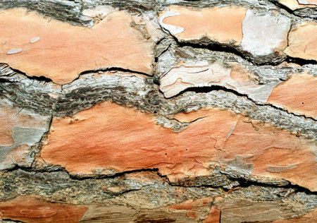Bark of Australian pine tree as a background, close-up.