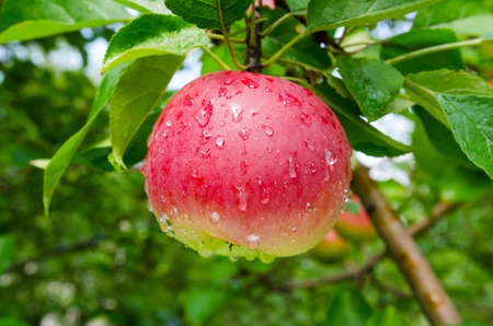 Ripe apple organic varieties of the summer garden.