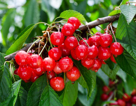 Cherry red berries on a tree branch with water drops after summer rain closeup. The background is blurreの写真素材