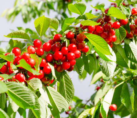 Cherry red berries on a tree branch. The background is blurry.の写真素材