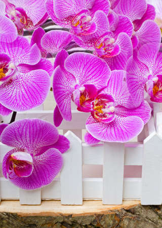 Orchid flower pink phalaenopsis or dendrobium moth. In a decorative fence.の写真素材