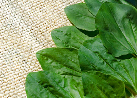 Plantain leaves on the background of burlap on the table. Freshly cut plantain leaves close-up.の写真素材