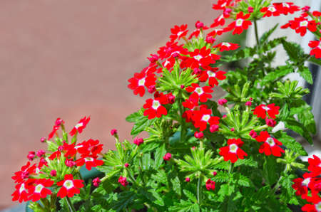 Flowering carnation. Photo of a blooming red carnation in a pot
