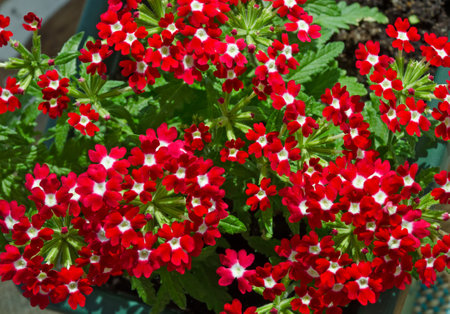 Flowering carnation. Blooming red carnation in a pot