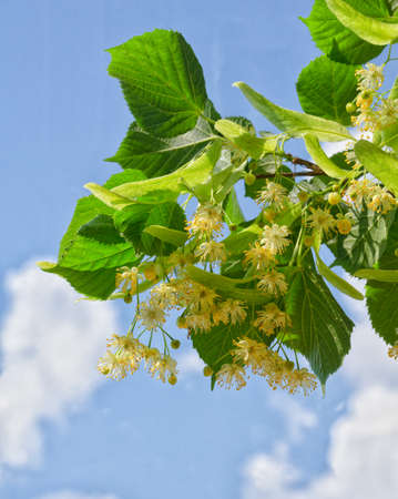 Linden flowers against the background of clouds. A very useful tea.の写真素材