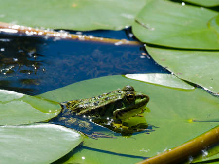 Frog on a green lily leaf in the Dnieper river. Kherson region Ukraine.の写真素材