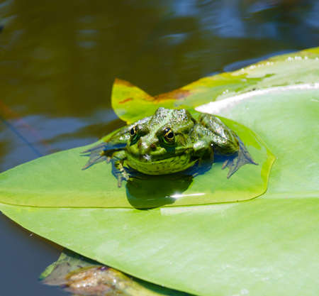 Frog on a green leaf of a lily in the Dnieper. Obolonsky district, city of Kyiv in Ukraine.の写真素材