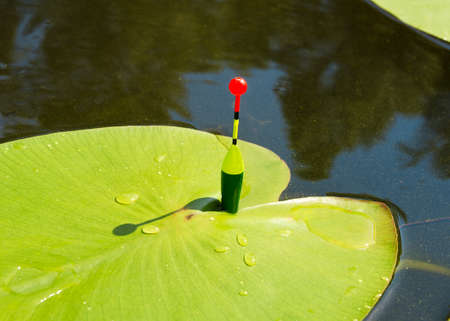 Float for fishing in the lake among the leaves of water lilies. Evening fishing on the river. Fishing tackle with a floatの写真素材