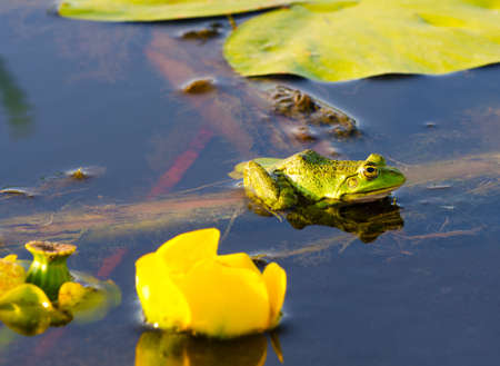 Frog and yellow lily in the Dnieper river. Obolonsky district, city of Kyiv in Ukraine.