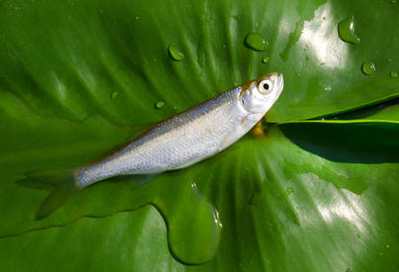 Bleak (Alburnus alburnus) on a green leaf of a water lily close-up. in rays of sunlight.の写真素材