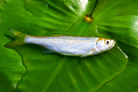 Bleak (Alburnus alburnus) on a green leaf of a water lily close-up. in rays of sunlight.の写真素材