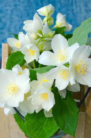 A bouquet of jasmine in a vase on a turquoise background. Beautiful photo bouquet for a postcard.の写真素材