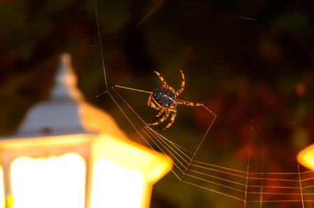 Large female bridge spider or gray cross spider (Larinioides sclopetarius) classic spider. Night hunting for insects against the background of a lantern.の写真素材