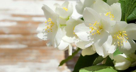 Jasmine flowers on a wooden background. Blooming mock orange, beautiful delicate white flowers of a group of false jasmine, close-up macro.の写真素材
