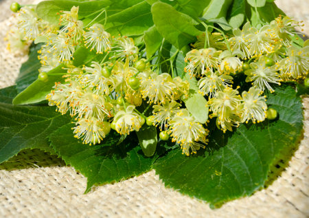 Linden blossoms lie on burlap. For brewing tea.の写真素材