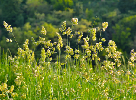 Ears of young green grass. Green grass on the background of the forest.の写真素材
