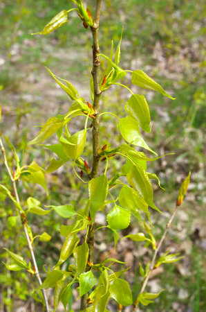 Young poplar sprouts in spring. The first poplar leaves in the rays of sunlight.の写真素材