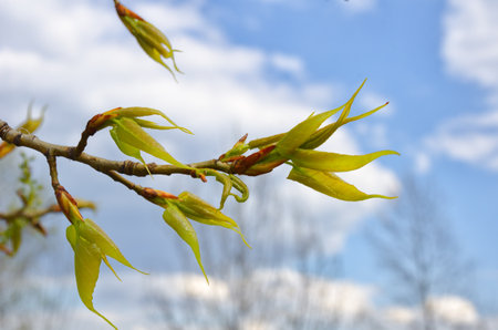 Young poplar sprouts in spring. The first poplar leaves in the rays of sunlight.の写真素材