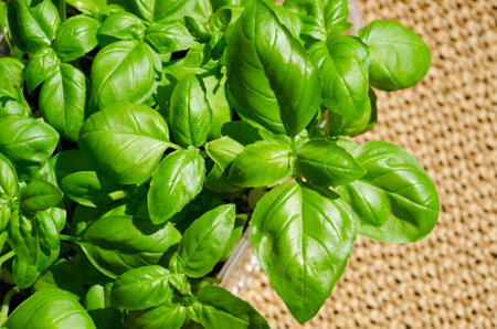 Young sprouts of green basil. Fresh greens on the balcony for cooking.の写真素材