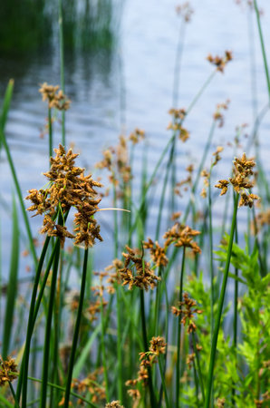 Flowering lake reed, Scirpus lacustris, on the river bank. Schenoplektus, Schoenoplectus, of the...