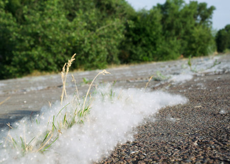 Poplar fluff on the asphalt against the background of trees. Poplar blossom season. Allergy season.の写真素材