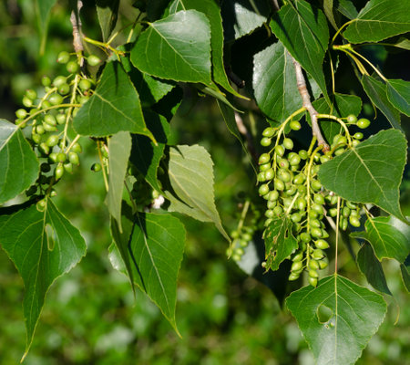 Poplar fluff before flowering against the background of trees. Poplar flowering season. Allergy...