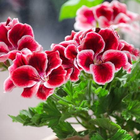 Beautiful pelargonium flower. Flowers on the balcony. Blooming geranium in the rays of sunlight....