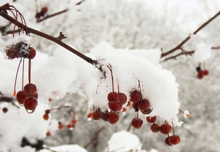 Frozen Red Berries In Winterの写真素材