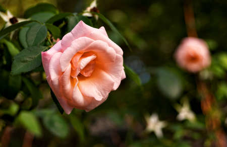 A soft-pedalled pink rose blooms in a lush flower garden.の写真素材