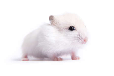 Portrait of a little hamster on an isolated backgroundの写真素材