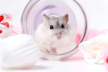Jungar hamster in an inverted glassの写真素材