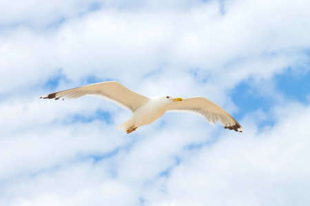 bird soaring in the blue skyの写真素材