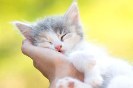 little  sleeping kitten in the hands of girlの写真素材