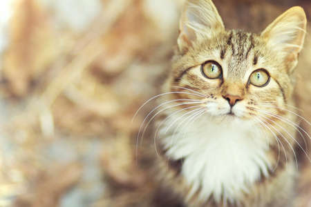 Autumn portrait of cute kittyの写真素材