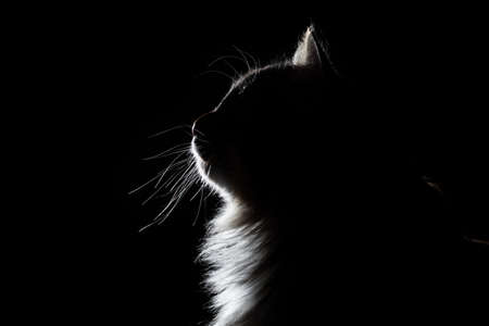 outline silhouette portrait of beautiful fluffy cat on a black background