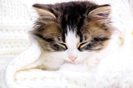 portrait of a small kitten dormanting in a white knitted plaidの写真素材