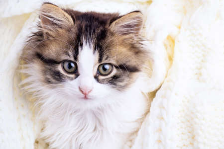 portrait of a small kitten in a white knitted plaidの写真素材