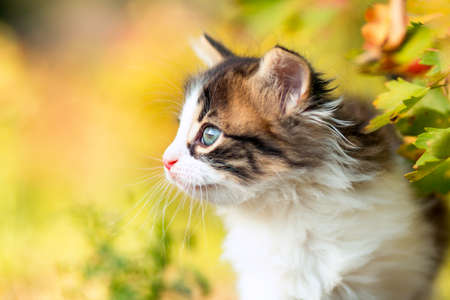 portrait of a cute little fluffy kitten climbing on a tree branch in a village in the natureの写真素材