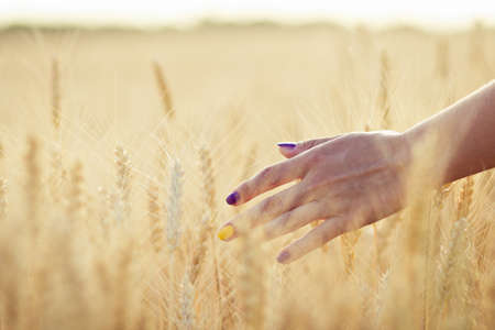Female hand stroking spikelets on the fieldの写真素材