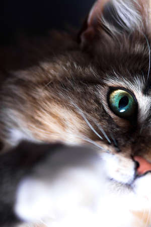 portrait of a beautiful catの写真素材