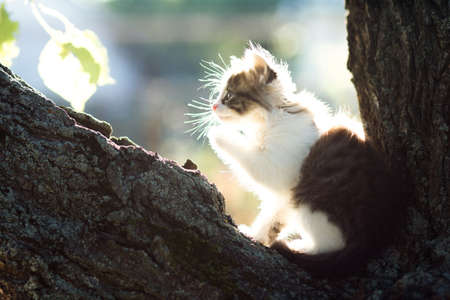 profile of a small fluffy kitten in nature in the sun on a treeの写真素材