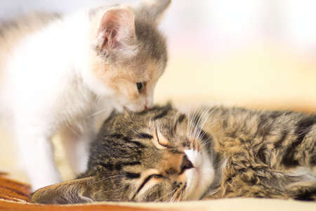 kitten  licks sleeping catの写真素材