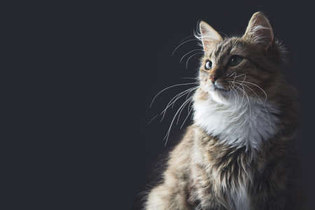 portrait of a beautiful cat on a gray background