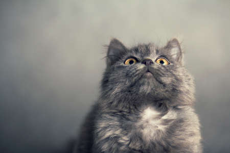 little fluffy kitten on a gray background