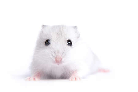 Portrait of a little hamster on an isolated backgroundの写真素材