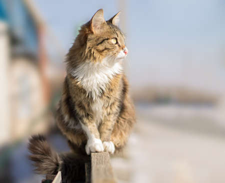 cute fluffy cat sitting on a fence in winterの写真素材