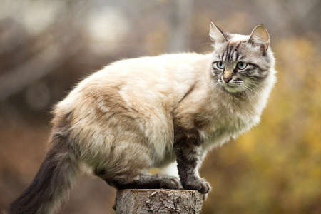 Siamese cat sitting on a tree stumpの写真素材