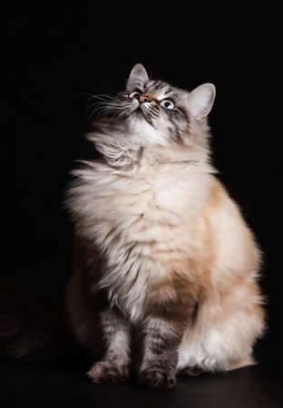 fashion portrait of a fluffy pedigree cat with blue expressive eyes on a black backgroundの写真素材
