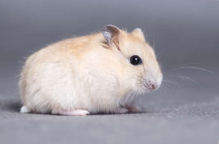 Portrait of a little hamster on grey backgroundの写真素材