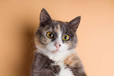 portrait of a funny scared cat, domestic pet on a studio backgroundの写真素材